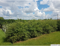 Живая изгородь из Спиреи Грефшейм - Spiraea Grefsheim