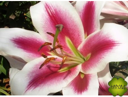 ЛИЛИЯ "АЛТАРИ" ОТ-ГИБРИД КРУПНАЯ