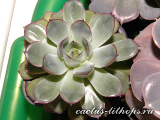 Echeveria pulidonis - 3 листочка
