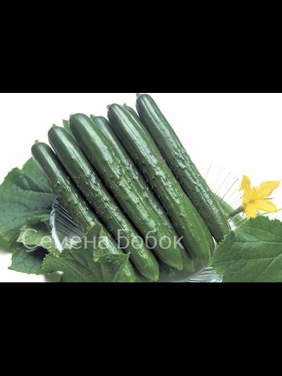 Огурец Тести Грин F1, 5 шт