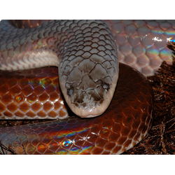 ДРУГИЕ ЗМЕИ