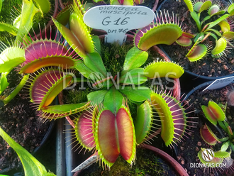 Dionaea muscipula "G-16"