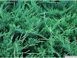 Можжевельник горизонтальный Хьюз - Hughes