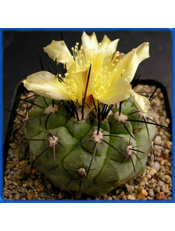 Copiapoa montana FR 522