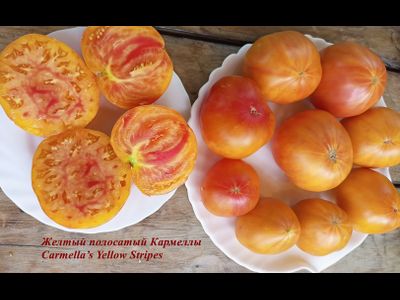 Томат Желтый полосатый Кармеллы (Carmella’s Yellow Stripes)