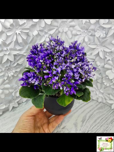 СК-Вьюнок (А.Кузнецов) (2 листа посажены в 1 стак. 24.01.26)