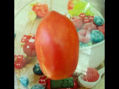 Томат Подсинское чудо