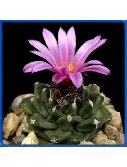 Turbinicarpus alonsoi