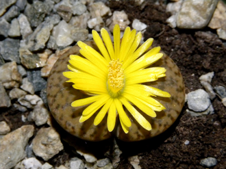 Lithops bromfieldii v.glaudinae  - 10 семян