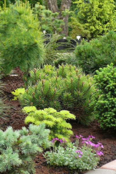 Сосна горная pumilio