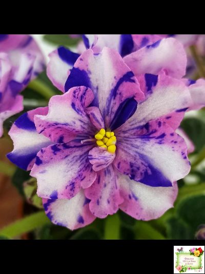 МК-Ветер Перемен Люкс химера (пасынок укоренённый из цветоноса)