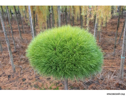 Сосна Мари Брегон - Marie Bregeon