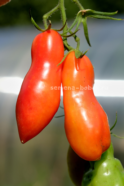 Томат Стрелка, 10 шт