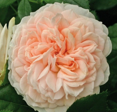 Гарден оф Роузес (Garden of Roses)