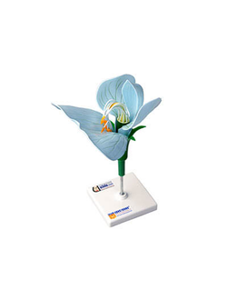 Модель цветка гороха