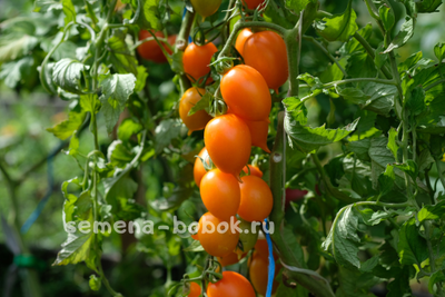 Томат Юстина (Justyna), 10 шт