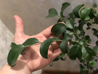 Ficus Benjamina Buklee / фикус букле