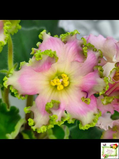 ЕК-Линжери (Е. Коршунова) 2021 г.