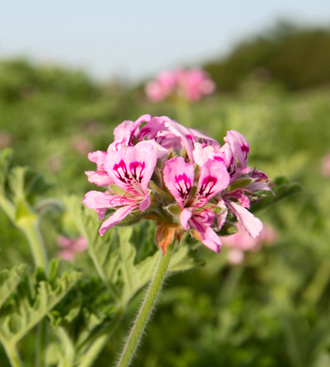 Герань бурбон (Pelargonium graveolens), Мадагаскар (10 мл) - 100% натуральное эфирное масло