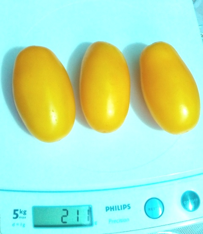 Томат Французская ледяная сосулька