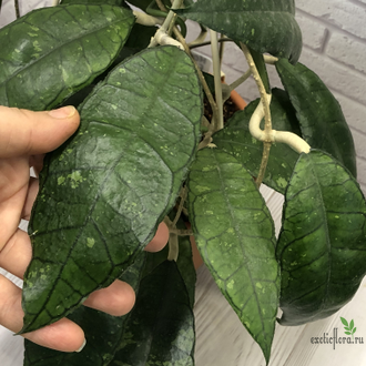 Hoya finlaysonii splash leaf