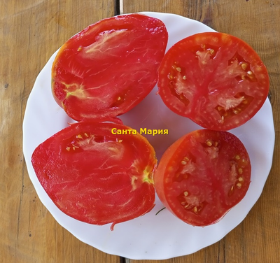 Томат Санта Мария (Santa Maria)