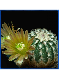 Echinocereus carmenensis BW 209