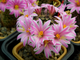 Mammillaria blossfeldiana - 10 семян