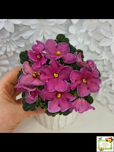 Ma's Melody Girl (O. Robinson)