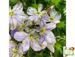 ЛЕ-Лунный Жемчуг (Е. Лебецкая) 2020 г. (детка)