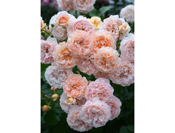 Psyche (Психея) яп