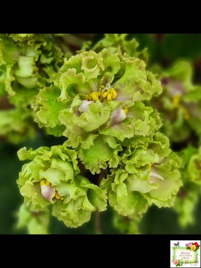 Allegro Pink Pistachio (J.Stromborg) (10765) 06/25/2015