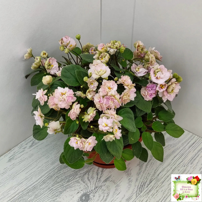 Pink Mint (S.Sorano) трейлер (пасынок срез)