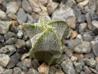 Astrophytum myriostigma v.tamaulipense X MY v.strongylogonum (D=20mm H=30-40mm)