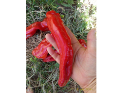 Перец сладкий Тронтароло (Trontarolo) Италия