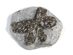 Ставролит, сросток кристаллов "косой крест" на сланце, Россия, Кольский п-ов (73*60*25 мм, 152 г) №23689