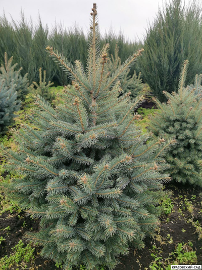 Ель Глаука - Glauca