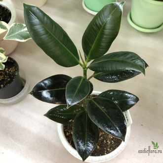 Ficus elastica cv. 'Melany' / фикус мелани