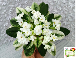 Scales White (Е. и Я. Немчиновы) 2025 г. (детка)