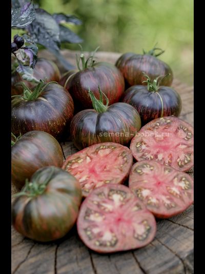 Томат Marsha's Starfighter Beefsteak (Бифштекс Марши), 10 шт