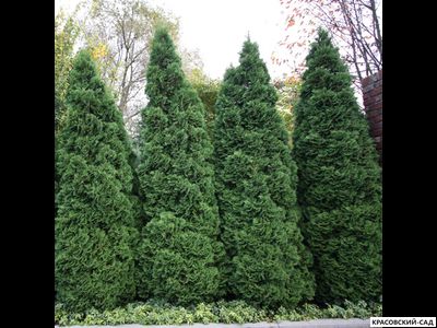 Туя Холмструп - Holmstrup