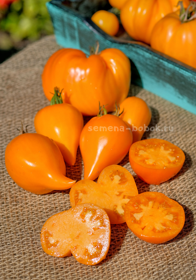 Томат Заилийский Алатау Желтый, 10 шт