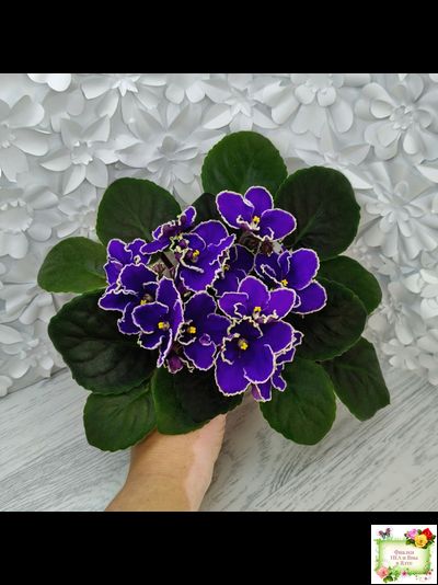 ЛЕ-Прекрасная Креолка