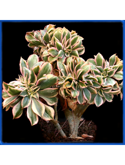 Aeonium decorum cv. Sunburst f. cristata