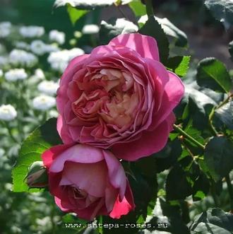 Сэнтинье де Лей ле Роз