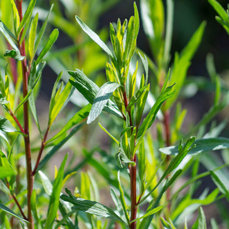 Эстрагон, Тархун (Artemisia dracunculus) Франция, 5 мл - 100% натуральное эфирное масло