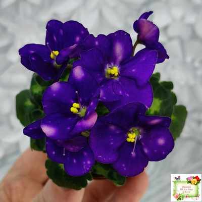 ВаТ-Горох на Десерт (Т. Валькова) 2020 г. (гёрл-листва)