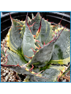 Agave parrasana 'Fireball'
