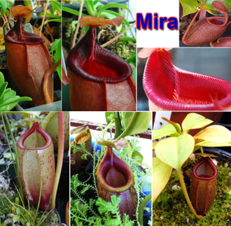 Nepenthes Hybrid Bicalcarata X Mira - Непентес гибридный Бикалкарата Х Мира