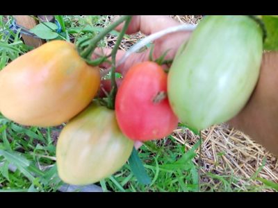 Томат Подсинское чудо